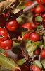 Malus 'Ralph Shay', fruit