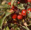 Malus 'Ralph Shay', fruit