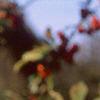 Malus 'Ralph Shay', fruit