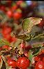 Malus 'Ralph Shay', fruit