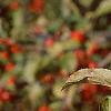 Malus 'Ralph Shay', fruit