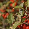 Malus 'Ralph Shay', fruit