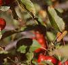 Malus 'Ralph Shay', fruit