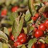 Malus 'Ralph Shay', fruit