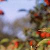 Malus 'Ralph Shay', fruit