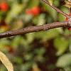 Malus 'Ralph Shay', fruit