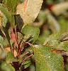 Malus 'Ralph Shay', fruit