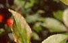 Malus 'Ralph Shay', fruit
