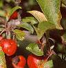 Malus 'Ralph Shay', fruit