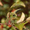 Malus 'Ralph Shay', fruit