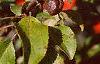 Malus 'Ralph Shay', fruit