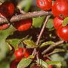 Malus 'Ralph Shay', fruit