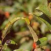 Malus 'Ralph Shay', fruit