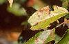 Malus 'Ralph Shay', fruit