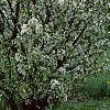 Malus 'Red Jewel', habit
