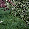 Malus 'Red Jewel', habit