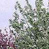 Malus 'Red Jewel', habit