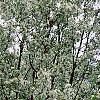 Malus 'Red Jewel', habit