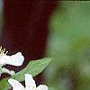 Malus 'Red Jewel', flowers