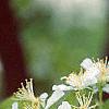 Malus 'Red Jewel', flowers