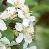 Malus 'Red Jewel', flowers