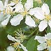 Malus 'Red Jewel', flowers