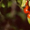 Malus 'Red Jewel', fruit