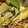 Malus 'Red Jewel', fruit