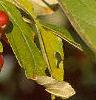 Malus 'Red Jewel', fruit