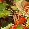 Malus 'Red Jewel', fruit
