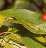 Malus 'Red Jewel', fruit