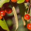 Malus 'Red Jewel', fruit