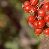 Malus 'Red Jewel', fruit