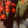 Malus 'Red Jewel', fruit