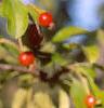 Malus 'Red Jewel', fruit