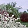 Malus sargentii, habit