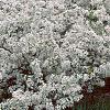 Malus sargentii, habit