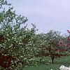 Malus sargentii, habit