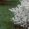 Malus sargentii, habit