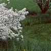 Malus sargentii, habit