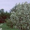 Malus sargentii, habit