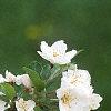Malus sargentii, flowers