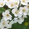 Malus sargentii, flowers