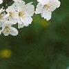 Malus sargentii, flowers