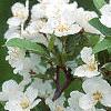 Malus sargentii, flowers