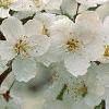 Malus sargentii, flowers