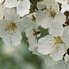 Malus sargentii, flowers