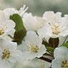 Malus sargentii, flowers