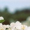 Malus sargentii, flowers