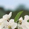 Malus sargentii, flowers
